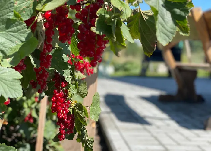 Aerodromas! Kunigiskiai * פלאנגה